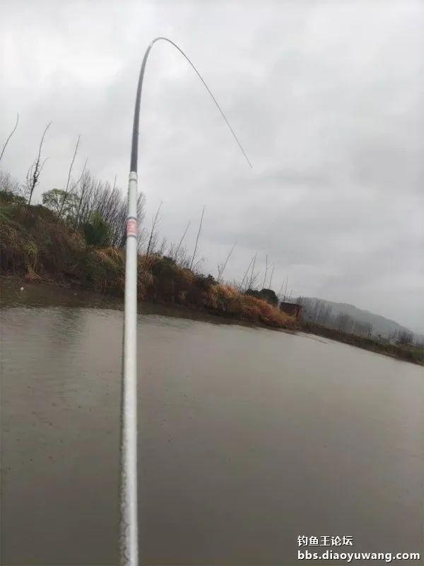 鲤鱼|断崖式降温,巧搭饵料擒斤鲫