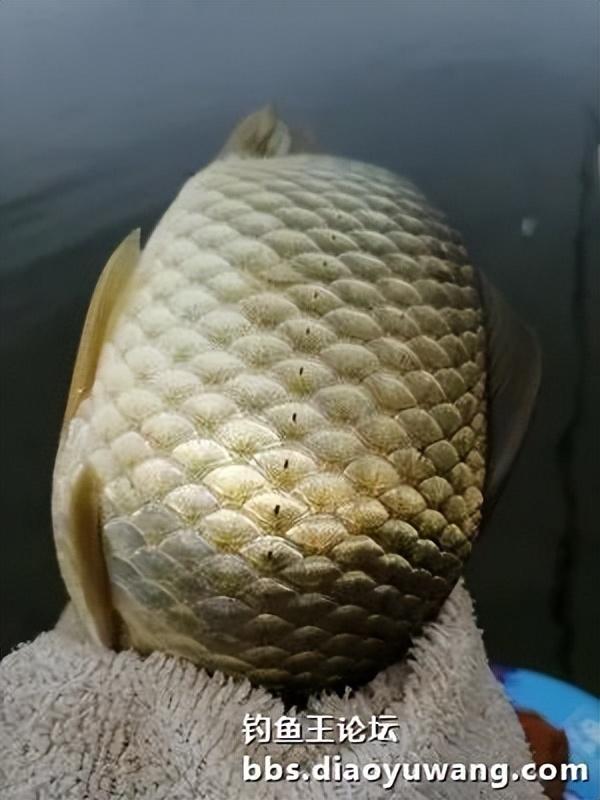 |天乐鲫竿弯弓现,大鲫大鲤争上岸