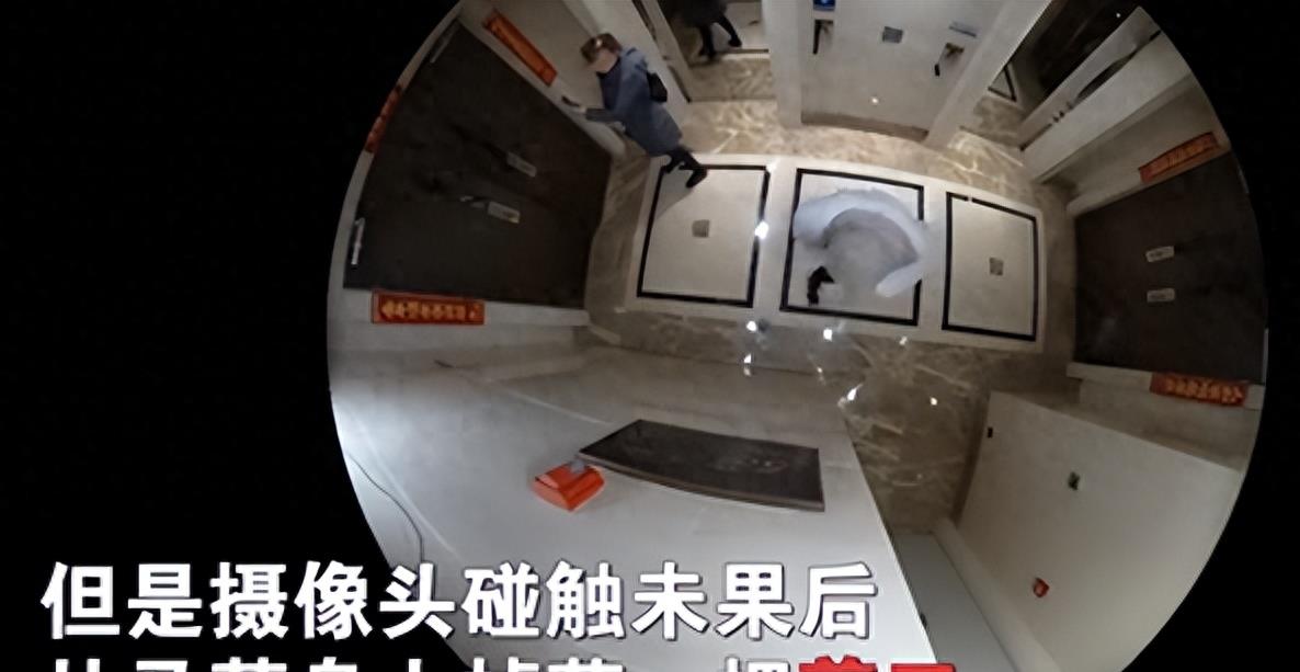 离婚7年,马蓉的“遮羞布”,终究被儿子王子豪亲手扯下来!