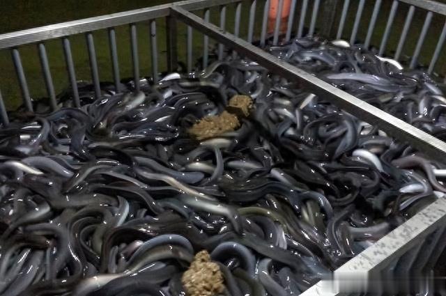 鳗鱼|曾经是猪饲料,现在却被卖到1万一斤,被誉为“西班牙国菜”?
