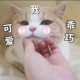 诺来想养猫