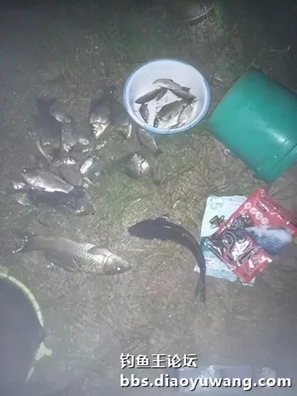 五龙河畔钓休闲,鲫鲤鲢鳙出水面