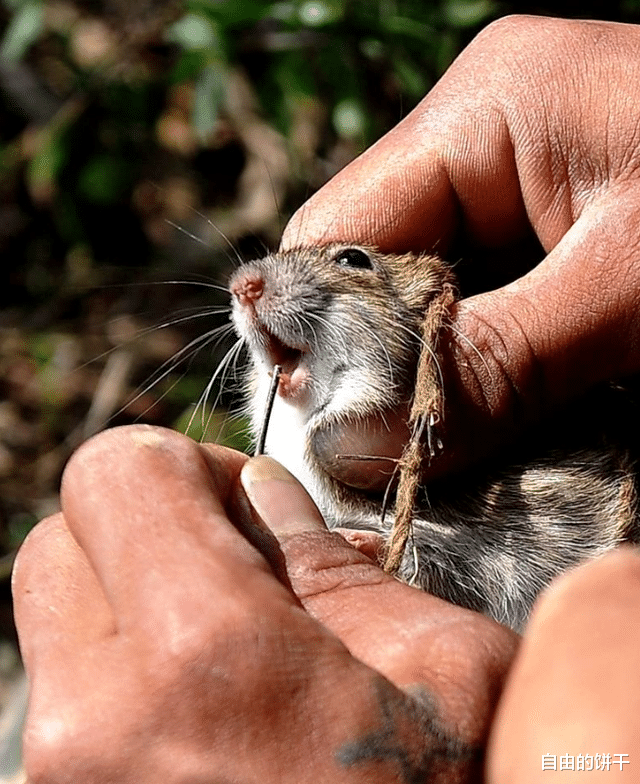 |精品鼠肉:越南、柬埔寨偏远地区深受人们喜爱的美食居然是老鼠