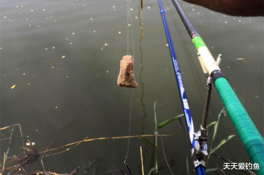鲢鳙|浮钓鲢鳙攻略,学会这些秘诀,鲢鳙比白条还要好钓