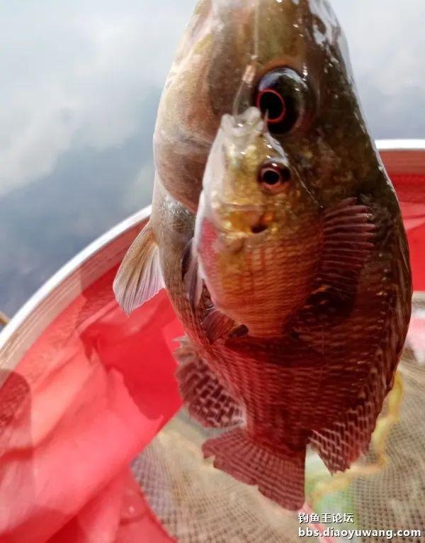 饵料|1杯饵2个钟100尾