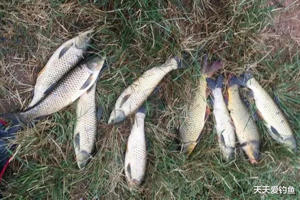 野钓遇上小鱼闹钩，这种钓法可以“根治”，小鱼群里轻松钓到大鱼