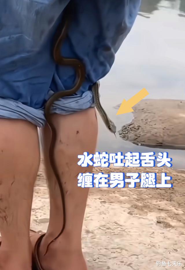 钓鱼|江苏男子垂钓时遭水蛇缠身，稳坐钓鱼台扬竿遛鱼，网友：开眼界了