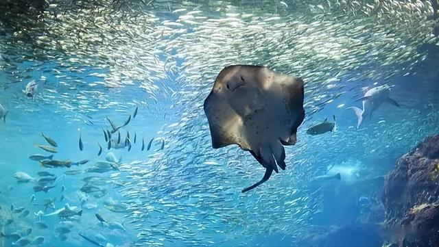 黄花鱼|过年买鱼时，尽量挑这6种鱼买，便宜又好吃，别被鱼贩子给骗了