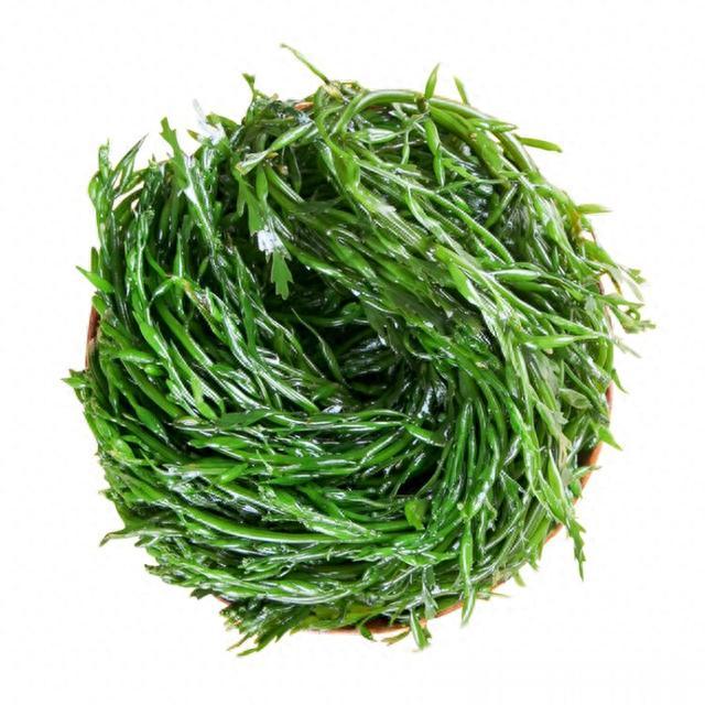 海带|我国瞧不上的“野菜”，却被日本大量进口，还称其为“长寿菜”？