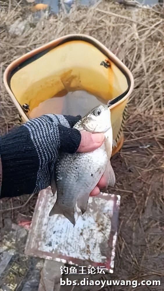 2024新年首钓用地狱猫有鱼吃