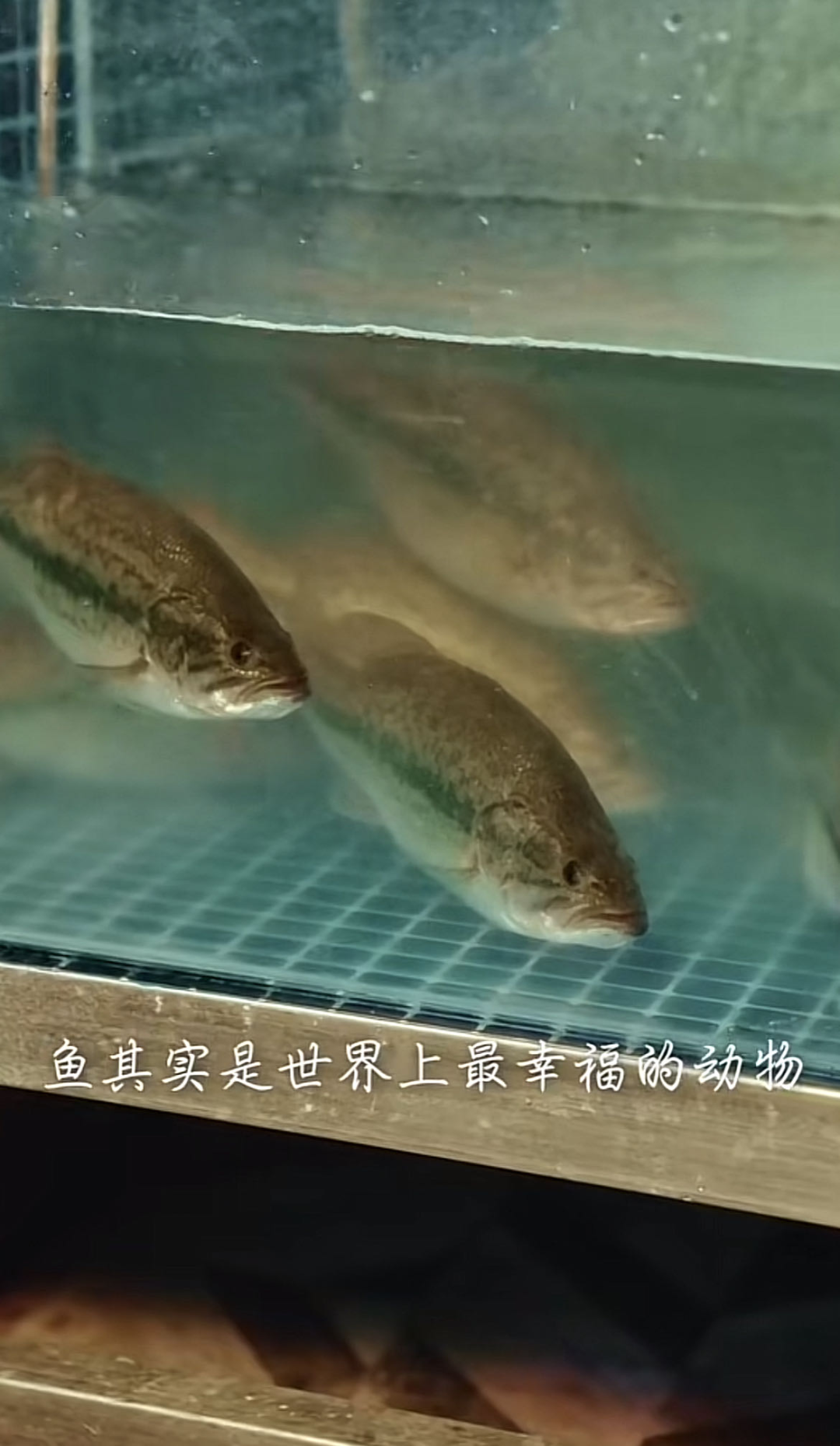 全网疯狂吸粉1000万,160斤空姐变「女神」,网友狂追:求求别断更!