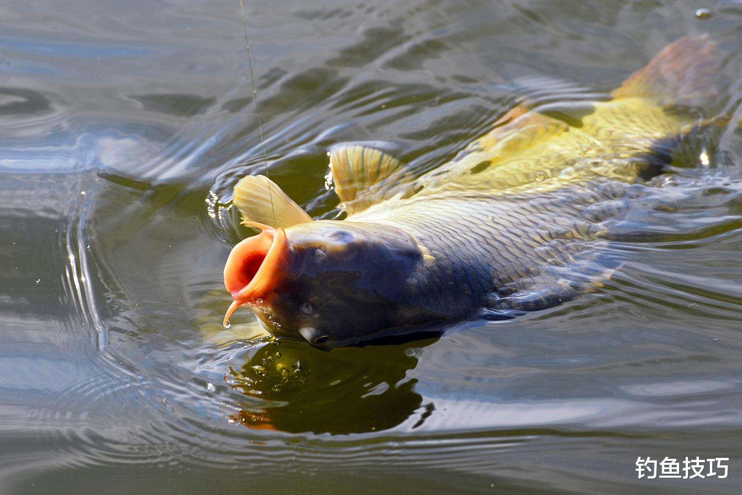 为什么鱼饵的效果不同？鱼饵效果不同的原因
