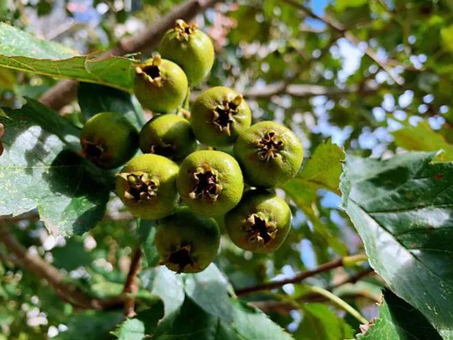 车厘子|这个小众串，15天就能盘出鸡油黄！