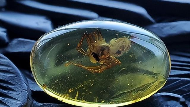 |这三种琥珀，到底有什么区别？