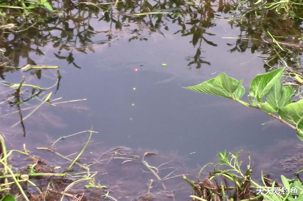 夏天野钓鲫鱼,这种钓法是天花板,出钓从来没空过