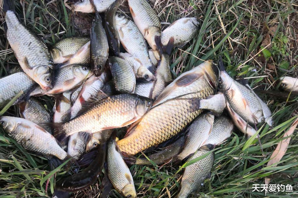 黑坑限竿又限线，用这2种钓法，钓大鱼是“专业级别”