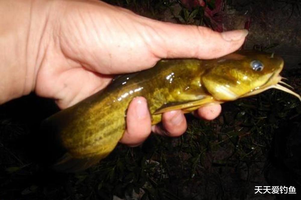 |野钓黄颡鱼，奇效打窝方法，诱鱼成群连竿才过瘾