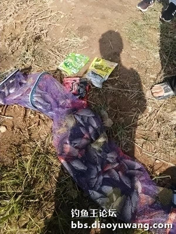 鲫鱼|红虫风暴加果香,野钓鲫鱼满地躺