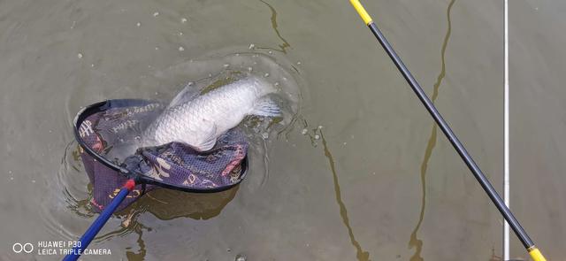 |钓虾农场作钓，酣畅淋漓擒巨物！