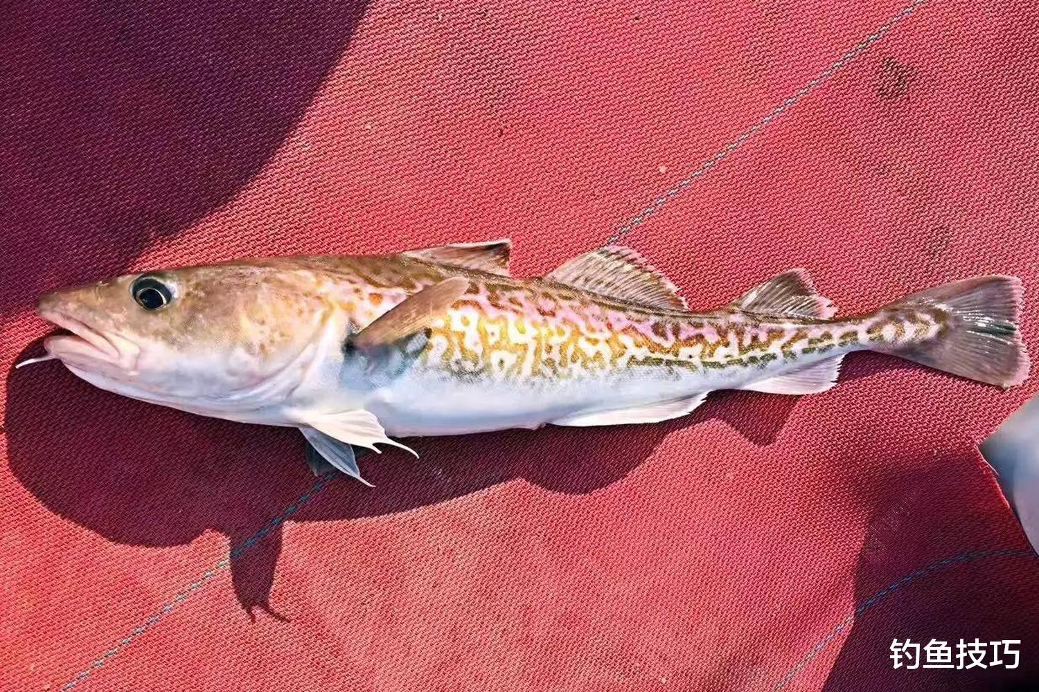 如何钓鳕鱼？鳕鱼的生活习性和垂钓技巧