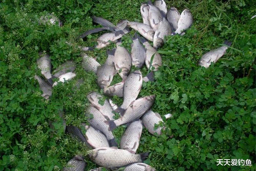 鲫鱼|气温越高鲫鱼越难钓,找这4种水草钓位,大鲫鱼在这里“乘凉”