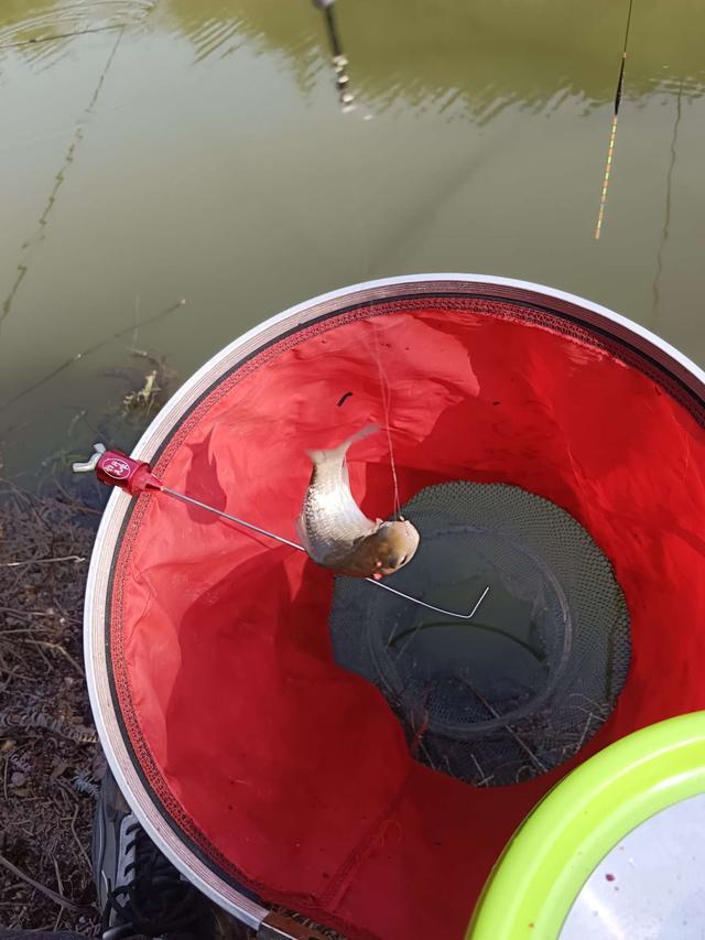 鲫鱼|新老钓手大比拼,技术加成我险胜