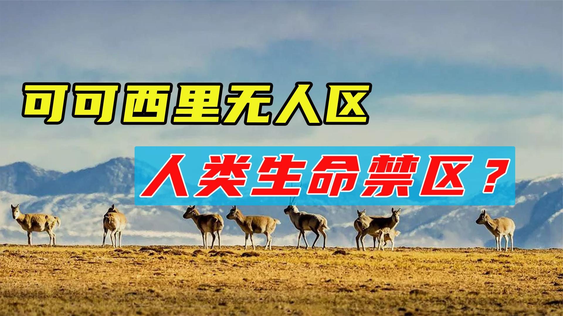 藏羚羊|“地球最后一片纯净的土地”可可西里，内部的真实面貌