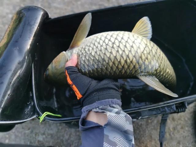 玉米|草鱼究竟是钓底还是钓浮？把这个问题搞清楚，鱼获蹭蹭上涨