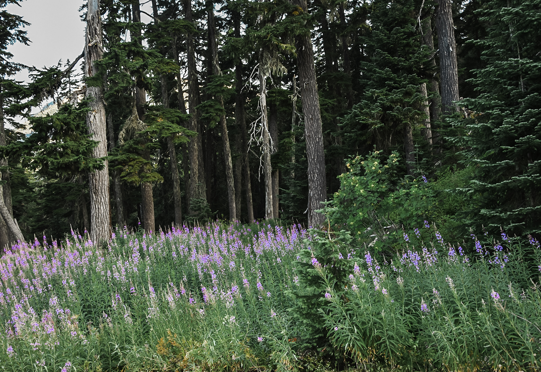 下半年,好运如潮,桃花盛开,职场突破,财富不期而至的3大生肖