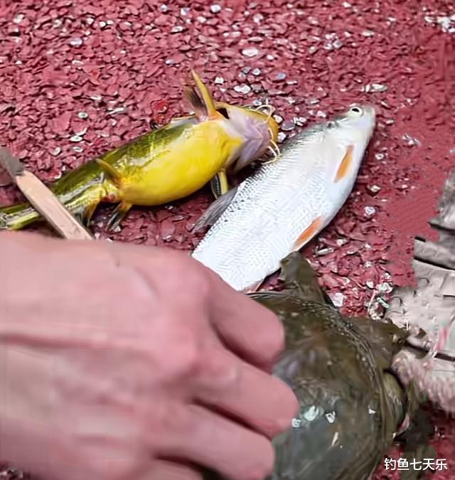 钓鱼|啥年代了还有人毒鱼？四川两男子往河里倒憋虾灵，辩称是为了钓鱼