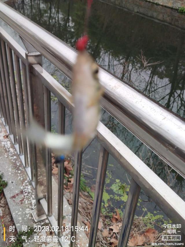 |【钓鱼之家虾粉】找准钓点，虾粉发威，终得过瘾！