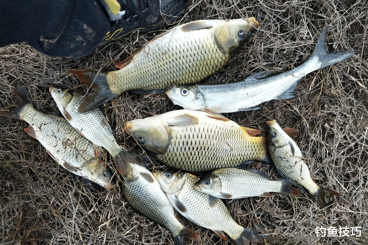 冬天能野钓鲤鱼吗？冬天野钓鲤鱼的4个条件