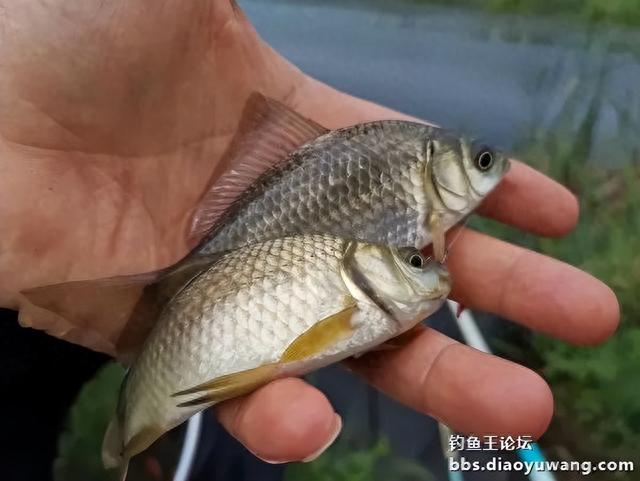 情理之中的“爆护”