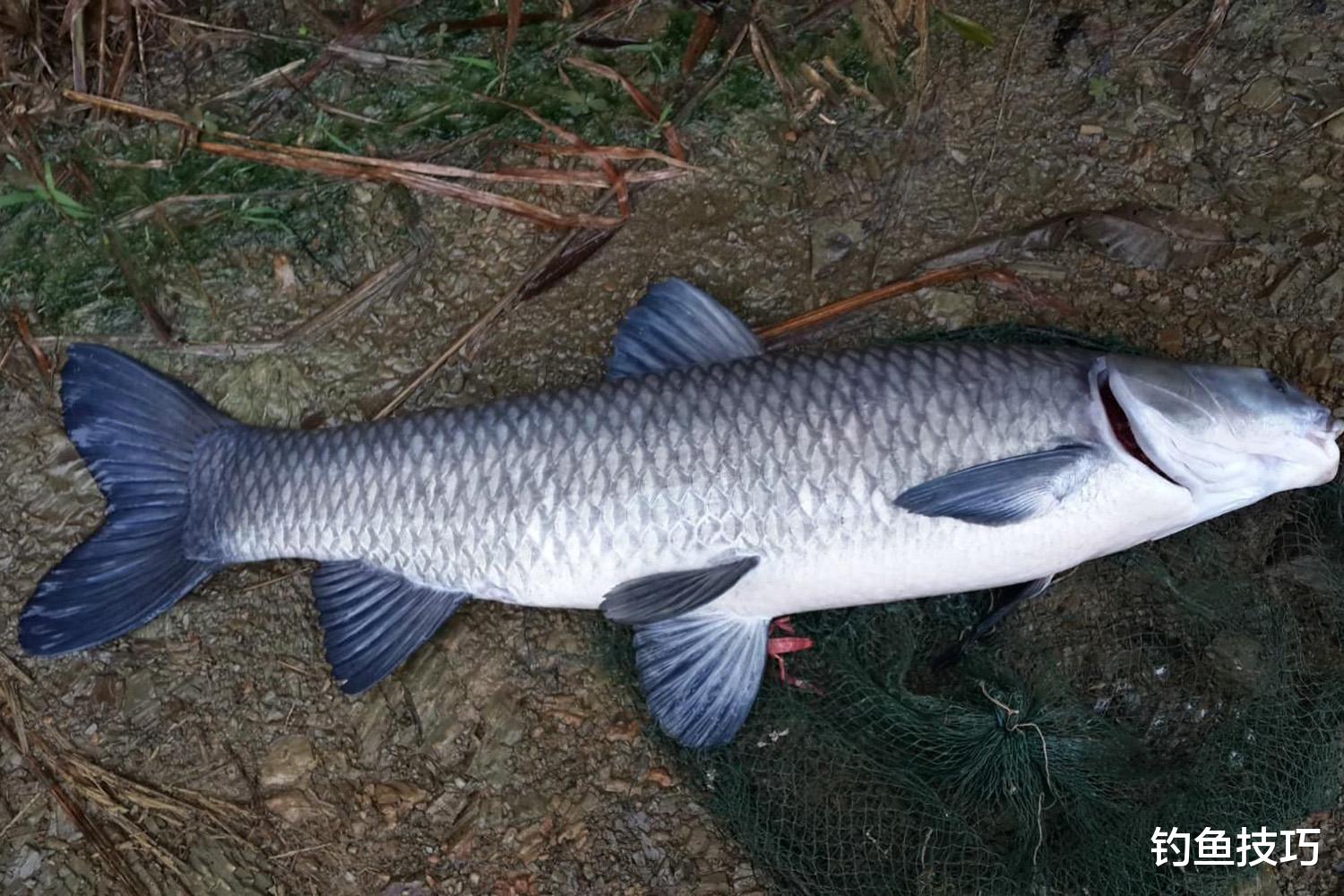 |初春如何钓青鱼？初春钓青鱼的4个小妙招