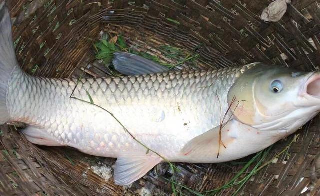 三伏天钓鱼,选对时机方可轻松爆护!