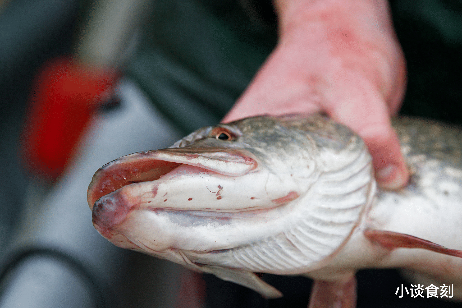 |中秋家宴,5种“不吉利”的鱼别端上桌,寓意不好,还容易闹笑话