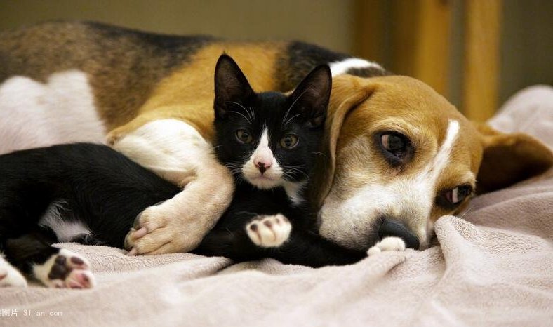 香港|猫巫先生十二星座周运2023年2.6-2.12：走出迎合，做自己