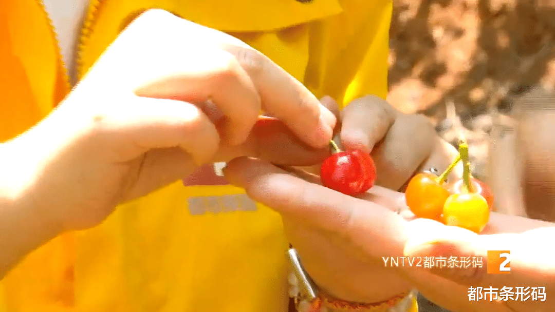 翡翠|好甜!“红玛瑙”上市啦!