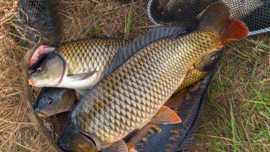 钓鲤鱼调钓与看漂抓口！钓目决定成败，调平水真的是在钓钝吗？