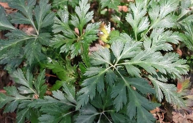 152个祖传的中医配方,一次性送给你,太齐全了