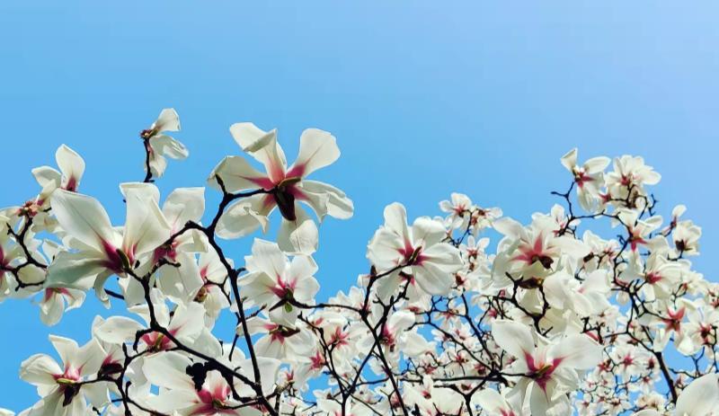 招聘|为什么有人被欺负却不敢反抗？