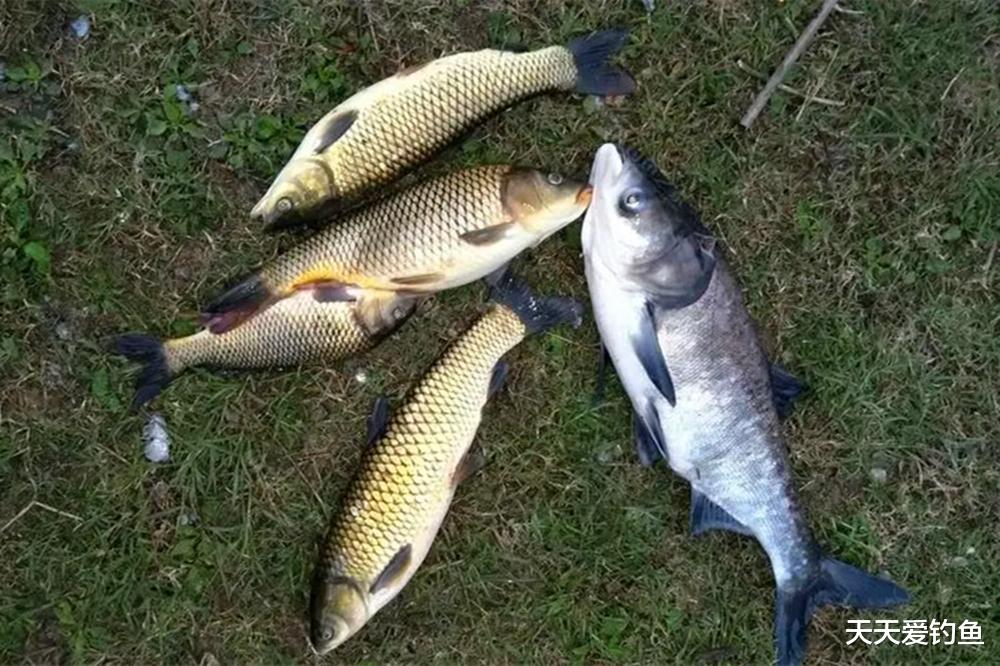 秋季野钓有这6钓，常用这些招数，想不爆护都难