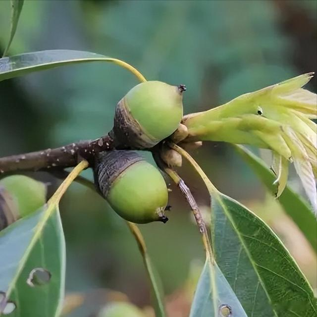 闺蜜|曾经是人们的主食,一棵结果数百斤,如今为何掉一地没人要?