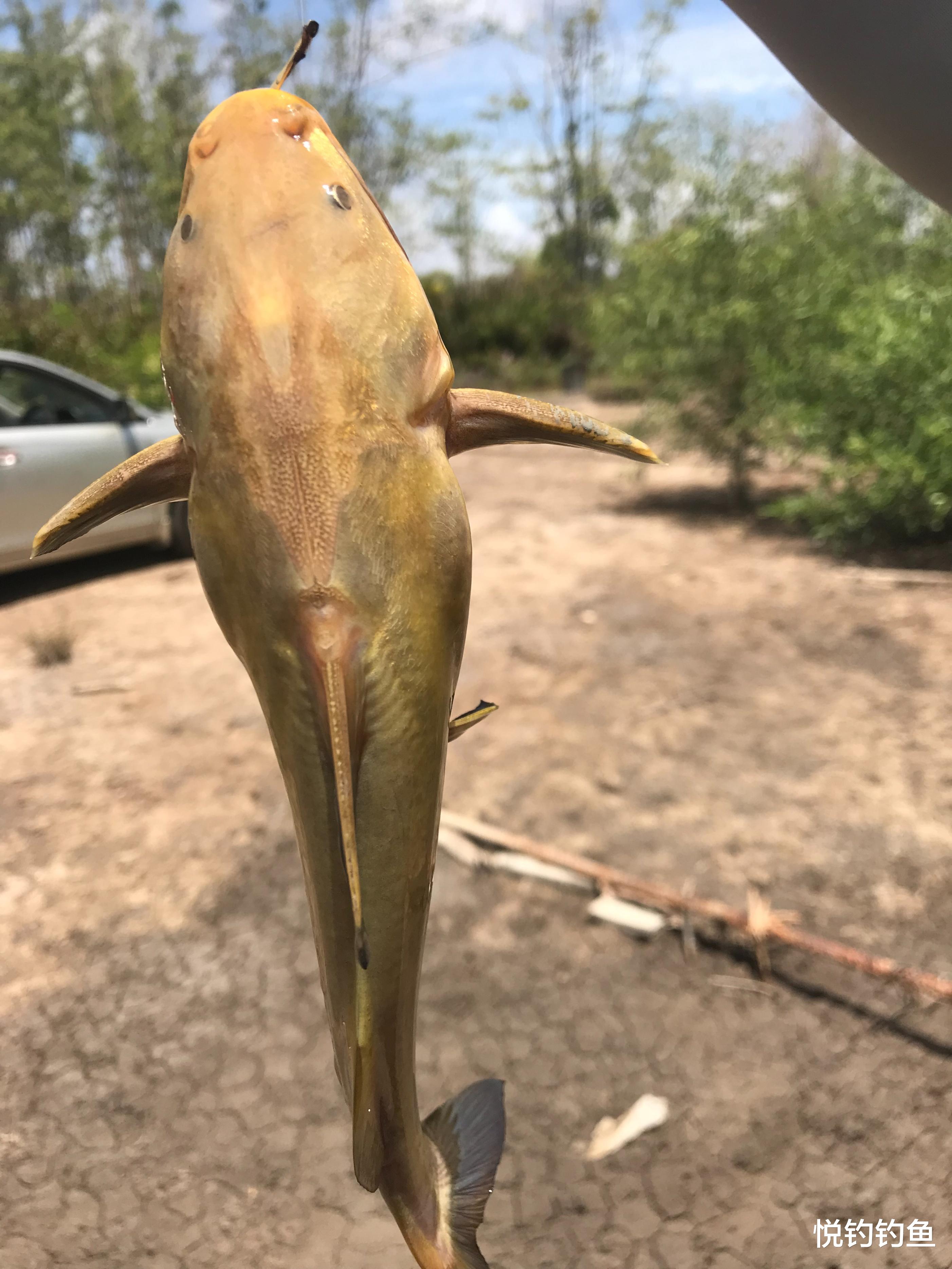 我在圭亚那钓上来一条令我至今难忘的丑鱼，但听说很美味……
