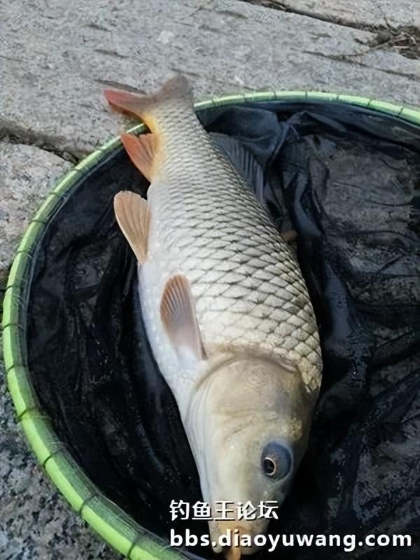 |天乐鲫竿弯弓现,大鲫大鲤争上岸