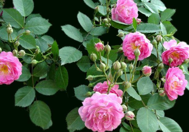 头脑聪明，最容易走向成功的三大星座