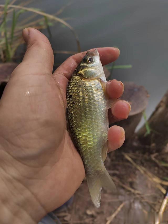 钓鱼日记——2023年8月10日