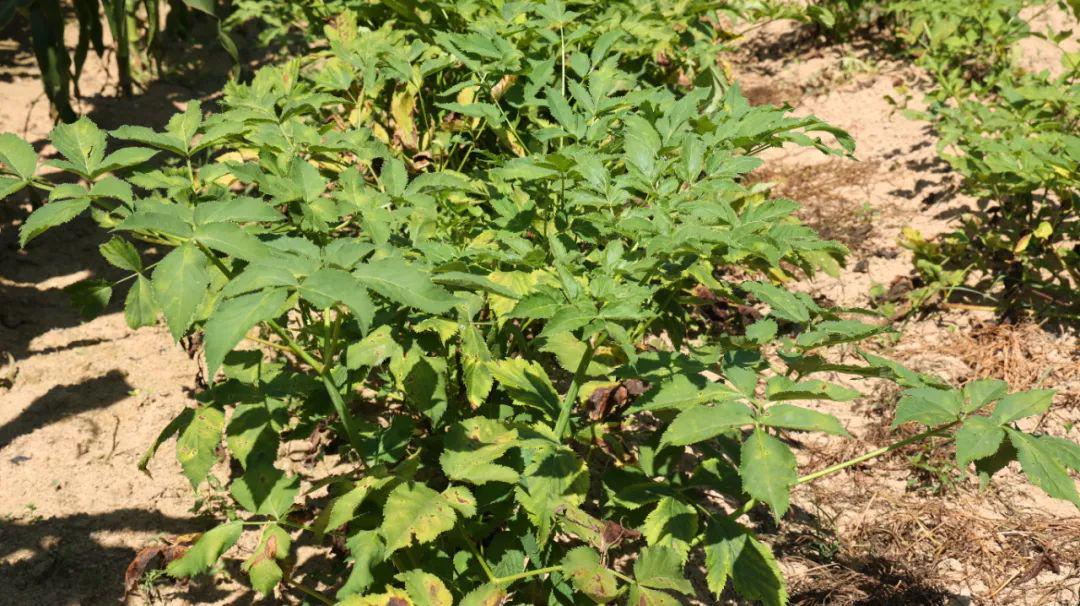 孙思邈|药王孙思邈的秘方,能治腰痛背痛四肢关节痛,还可用于癌症骨转移