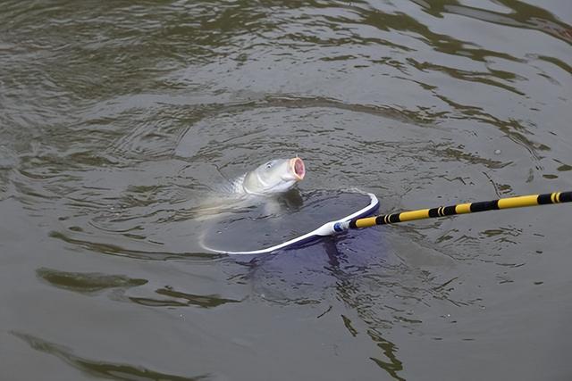 |小钩细线怎么遛大鱼?