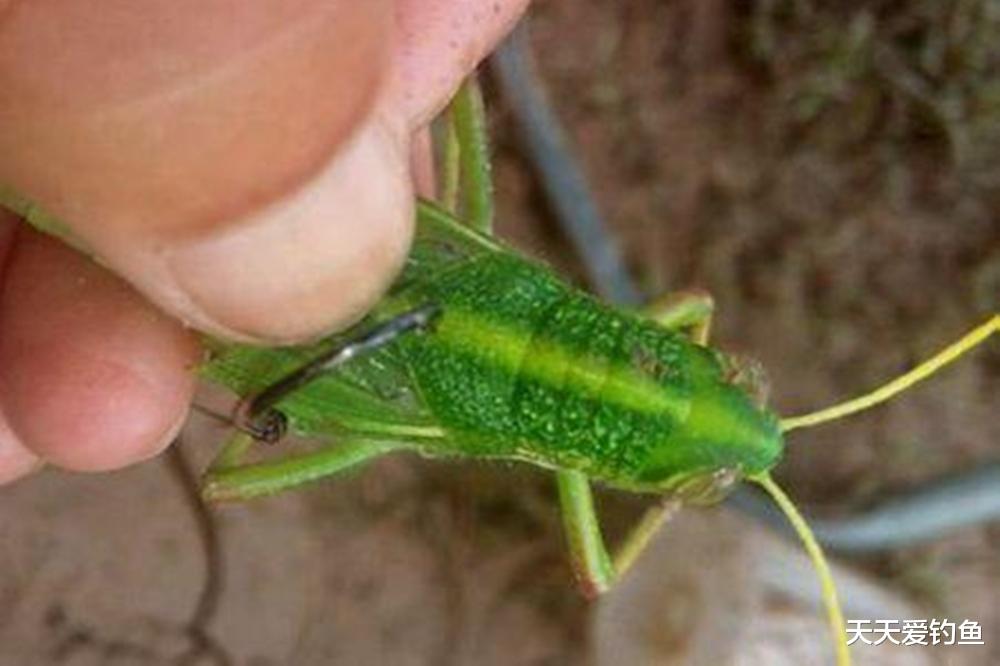 饵料|浮钓草鱼，挂饵的方法很关键，否则提竿全是“空枪”